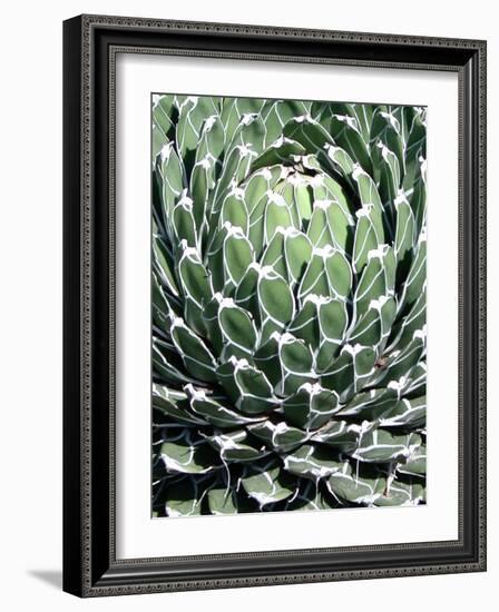 Queen Victoria Agave-Lydia Marano-Framed Photographic Print