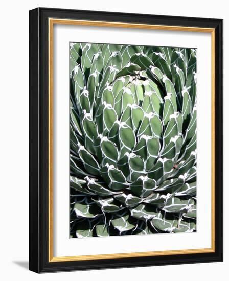 Queen Victoria Agave-Lydia Marano-Framed Photographic Print