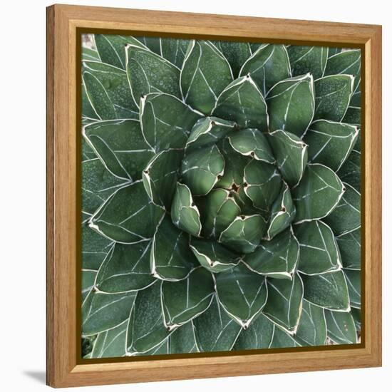 Queen Victoria Century Plant-Micha Pawlitzki-Framed Premier Image Canvas