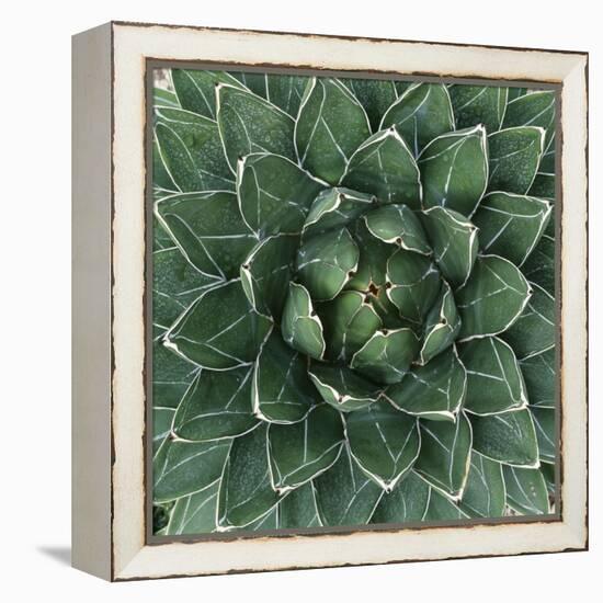 Queen Victoria Century Plant-Micha Pawlitzki-Framed Premier Image Canvas