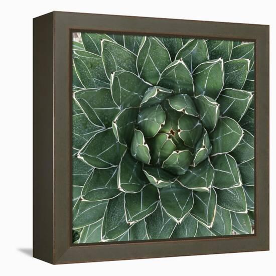 Queen Victoria Century Plant-Micha Pawlitzki-Framed Premier Image Canvas