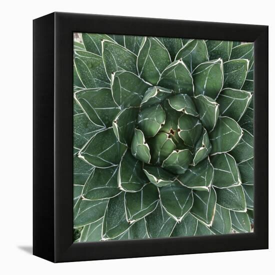 Queen Victoria Century Plant-Micha Pawlitzki-Framed Premier Image Canvas