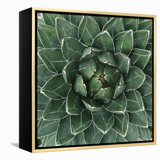 Queen Victoria Century Plant-Micha Pawlitzki-Framed Premier Image Canvas