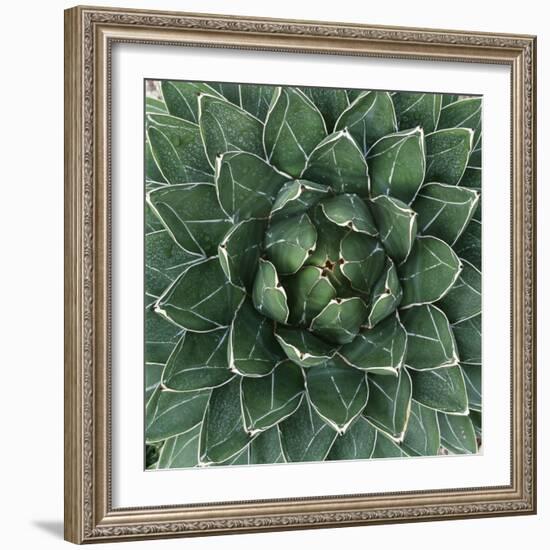 Queen Victoria Century Plant-Micha Pawlitzki-Framed Photographic Print