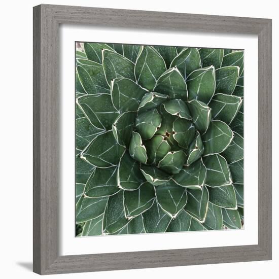 Queen Victoria Century Plant-Micha Pawlitzki-Framed Photographic Print