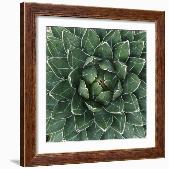 Queen Victoria Century Plant-Micha Pawlitzki-Framed Photographic Print