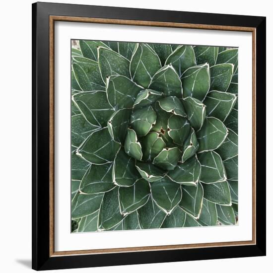 Queen Victoria Century Plant-Micha Pawlitzki-Framed Photographic Print