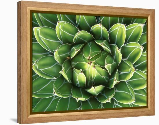 Queen Victoria's Agave, Sonora Desert Museum, Tucson, Arizona, USA-Rob Tilley-Framed Premier Image Canvas