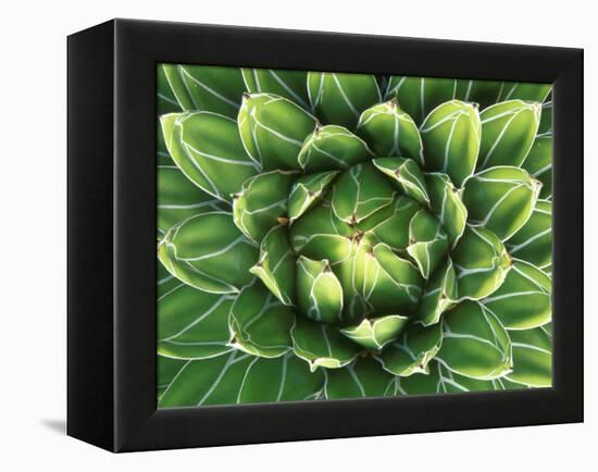 Queen Victoria's Agave, Sonora Desert Museum, Tucson, Arizona, USA-Rob Tilley-Framed Premier Image Canvas