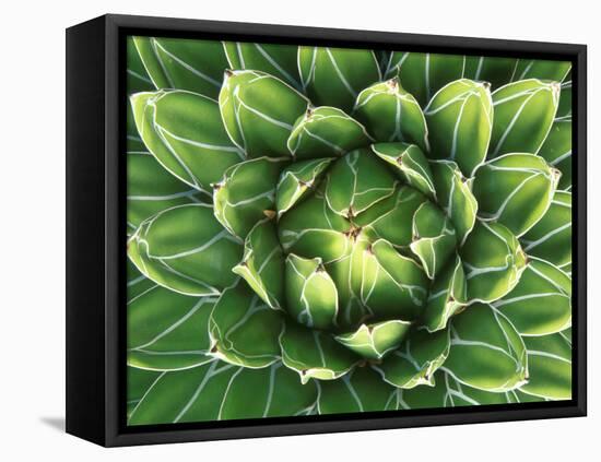 Queen Victoria's Agave, Sonora Desert Museum, Tucson, Arizona, USA-Rob Tilley-Framed Premier Image Canvas