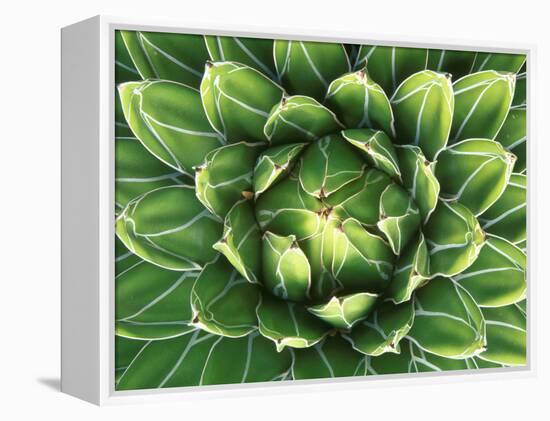 Queen Victoria's Agave, Sonora Desert Museum, Tucson, Arizona, USA-Rob Tilley-Framed Premier Image Canvas