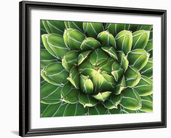 Queen Victoria's Agave, Sonora Desert Museum, Tucson, Arizona, USA-Rob Tilley-Framed Photographic Print