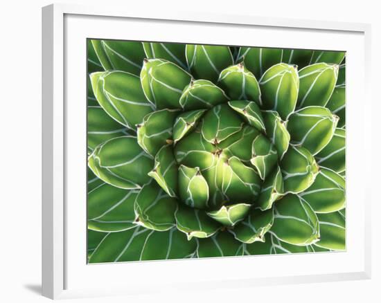 Queen Victoria's Agave, Sonora Desert Museum, Tucson, Arizona, USA-Rob Tilley-Framed Photographic Print