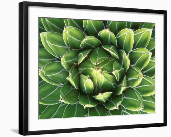 Queen Victoria's Agave, Sonora Desert Museum, Tucson, Arizona, USA-Rob Tilley-Framed Photographic Print