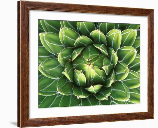 Queen Victoria's Agave, Sonora Desert Museum, Tucson, Arizona, USA-Rob Tilley-Framed Photographic Print