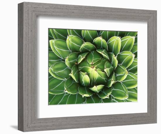 Queen Victoria's Agave, Sonora Desert Museum, Tucson, Arizona, USA-Rob Tilley-Framed Photographic Print