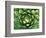 Queen Victoria's Agave, Sonora Desert Museum, Tucson, Arizona, USA-Rob Tilley-Framed Photographic Print