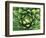 Queen Victoria's Agave, Sonora Desert Museum, Tucson, Arizona, USA-Rob Tilley-Framed Photographic Print