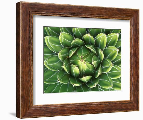 Queen Victoria's Agave, Sonora Desert Museum, Tucson, Arizona, USA-Rob Tilley-Framed Photographic Print