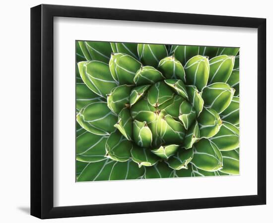 Queen Victoria's Agave, Sonora Desert Museum, Tucson, Arizona, USA-Rob Tilley-Framed Photographic Print