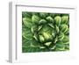 Queen Victoria's Agave, Sonora Desert Museum, Tucson, Arizona, USA-Rob Tilley-Framed Photographic Print