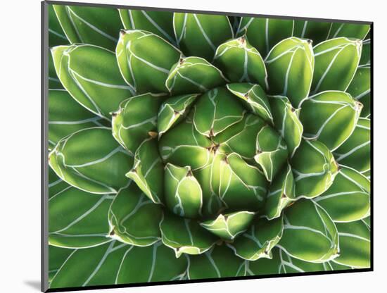 Queen Victoria's Agave, Sonora Desert Museum, Tucson, Arizona, USA-Rob Tilley-Mounted Photographic Print