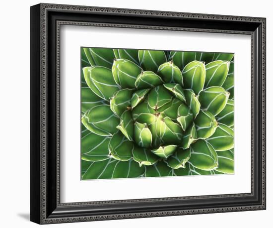 Queen Victoria's Agave, Sonora Desert Museum, Tucson, Arizona, USA-Rob Tilley-Framed Photographic Print