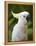Queensland, Brisbane, Sulphur-Crested Cockatoo, Australia-Andrew Watson-Framed Premier Image Canvas