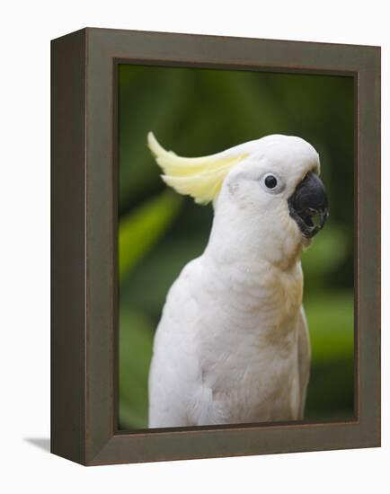 Queensland, Brisbane, Sulphur-Crested Cockatoo, Australia-Andrew Watson-Framed Premier Image Canvas