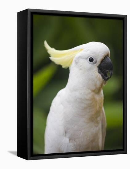 Queensland, Brisbane, Sulphur-Crested Cockatoo, Australia-Andrew Watson-Framed Premier Image Canvas