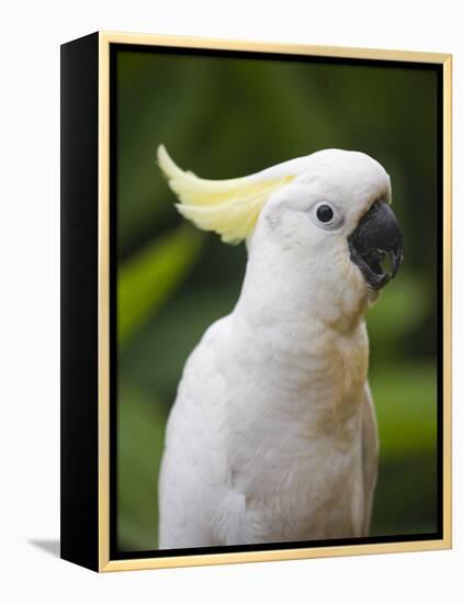 Queensland, Brisbane, Sulphur-Crested Cockatoo, Australia-Andrew Watson-Framed Premier Image Canvas