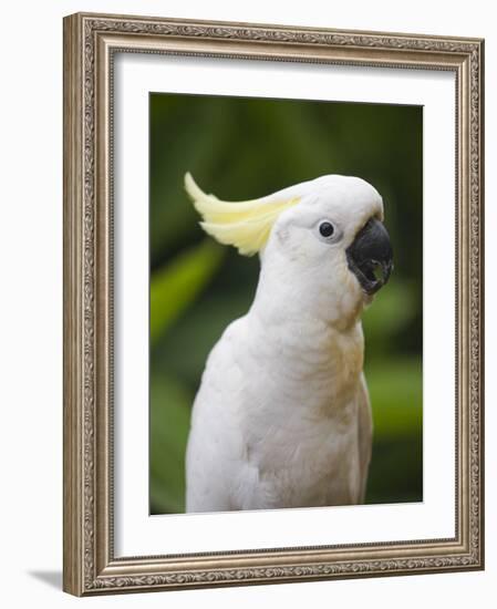 Queensland, Brisbane, Sulphur-Crested Cockatoo, Australia-Andrew Watson-Framed Photographic Print