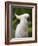 Queensland, Brisbane, Sulphur-Crested Cockatoo, Australia-Andrew Watson-Framed Photographic Print