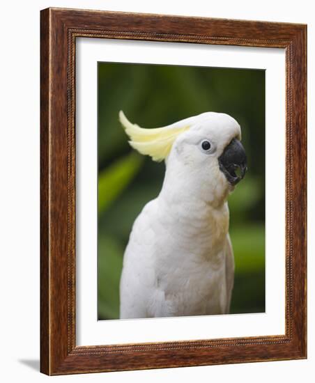 Queensland, Brisbane, Sulphur-Crested Cockatoo, Australia-Andrew Watson-Framed Photographic Print