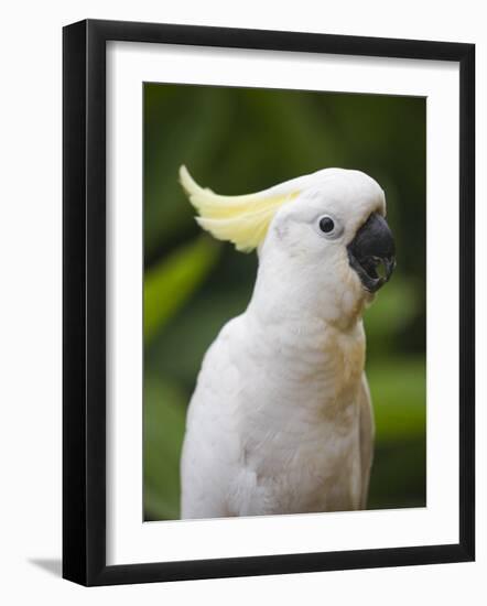 Queensland, Brisbane, Sulphur-Crested Cockatoo, Australia-Andrew Watson-Framed Photographic Print