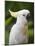 Queensland, Brisbane, Sulphur-Crested Cockatoo, Australia-Andrew Watson-Mounted Photographic Print