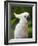 Queensland, Brisbane, Sulphur-Crested Cockatoo, Australia-Andrew Watson-Framed Photographic Print