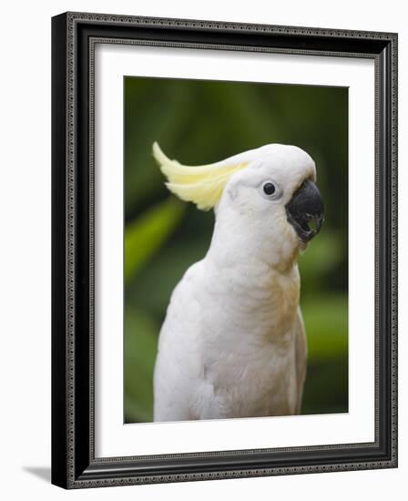 Queensland, Brisbane, Sulphur-Crested Cockatoo, Australia-Andrew Watson-Framed Photographic Print