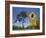 Queensland, Fraser Coast, Maryborough, Koala Crossing Sign on the Bruce Highway, Australia-Walter Bibikow-Framed Photographic Print