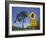 Queensland, Fraser Coast, Maryborough, Koala Crossing Sign on the Bruce Highway, Australia-Walter Bibikow-Framed Photographic Print