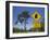 Queensland, Fraser Coast, Maryborough, Koala Crossing Sign on the Bruce Highway, Australia-Walter Bibikow-Framed Photographic Print