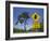 Queensland, Fraser Coast, Maryborough, Koala Crossing Sign on the Bruce Highway, Australia-Walter Bibikow-Framed Photographic Print