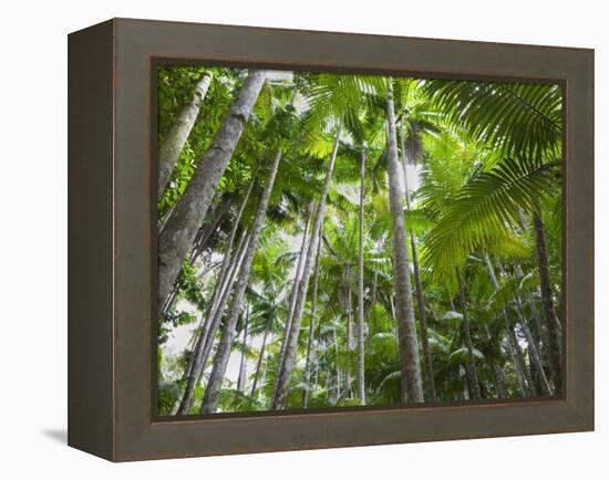 Queensland, Fraser Island, Tropical Palms in the Rainforest Area of Wanggoolba Creek, Australia-Andrew Watson-Framed Premier Image Canvas