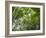 Queensland, Fraser Island, Tropical Palms in the Rainforest Area of Wanggoolba Creek, Australia-Andrew Watson-Framed Photographic Print