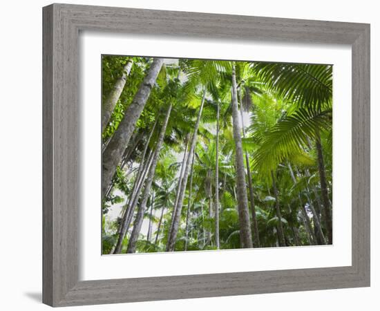 Queensland, Fraser Island, Tropical Palms in the Rainforest Area of Wanggoolba Creek, Australia-Andrew Watson-Framed Photographic Print