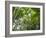 Queensland, Fraser Island, Tropical Palms in the Rainforest Area of Wanggoolba Creek, Australia-Andrew Watson-Framed Photographic Print