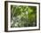 Queensland, Fraser Island, Tropical Palms in the Rainforest Area of Wanggoolba Creek, Australia-Andrew Watson-Framed Photographic Print