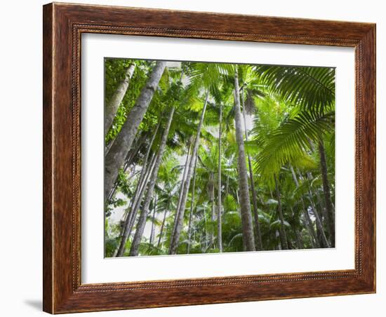 Queensland, Fraser Island, Tropical Palms in the Rainforest Area of Wanggoolba Creek, Australia-Andrew Watson-Framed Photographic Print