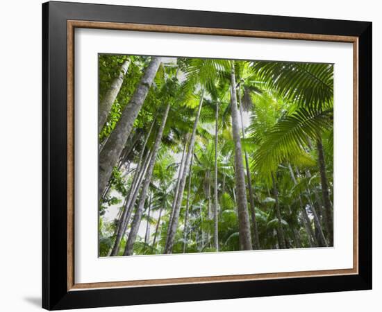 Queensland, Fraser Island, Tropical Palms in the Rainforest Area of Wanggoolba Creek, Australia-Andrew Watson-Framed Photographic Print