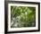 Queensland, Fraser Island, Tropical Palms in the Rainforest Area of Wanggoolba Creek, Australia-Andrew Watson-Framed Photographic Print